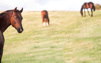 Horse Country Style: 4 Benefits of Living in an Equine Community