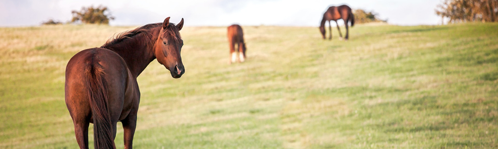 Horse Country Style: 4 Benefits of Living in an Equine Community