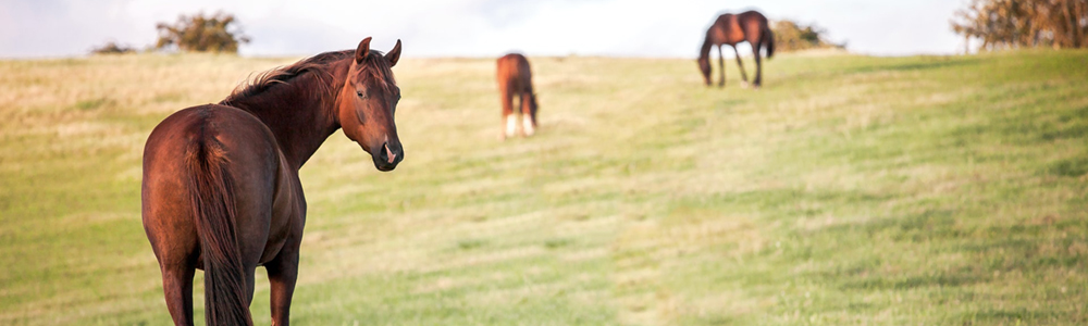 Horse Country Style: Equestrian Communities of Ocala