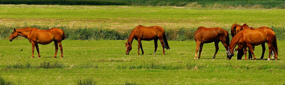 Celebrate American Pharaoh at the Farm Tour This Saturday