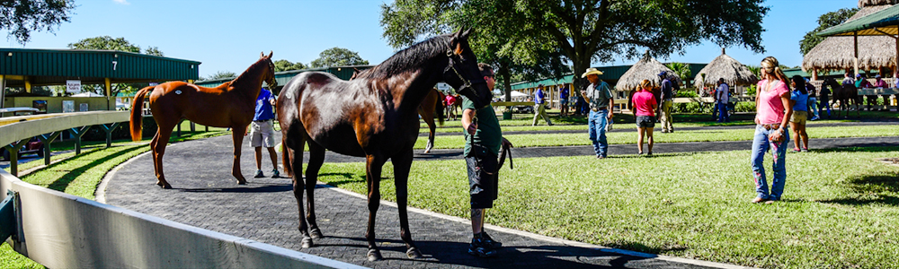 Community Spotlight | Ocala Breeders’ Sales Tom Ventura