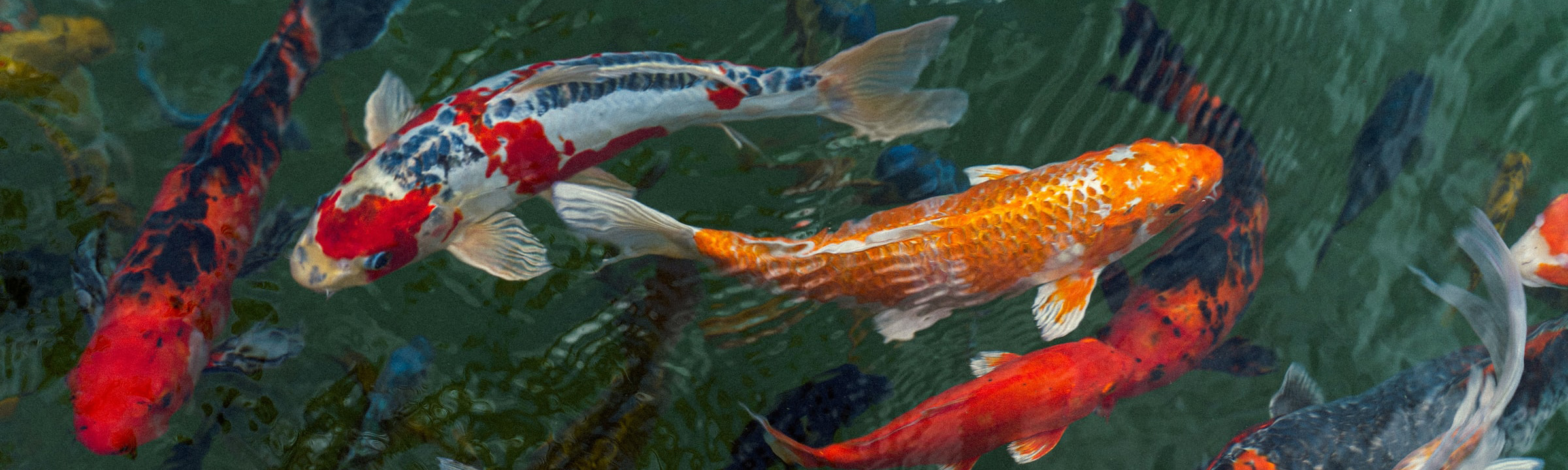 Colorful koi in a pond.