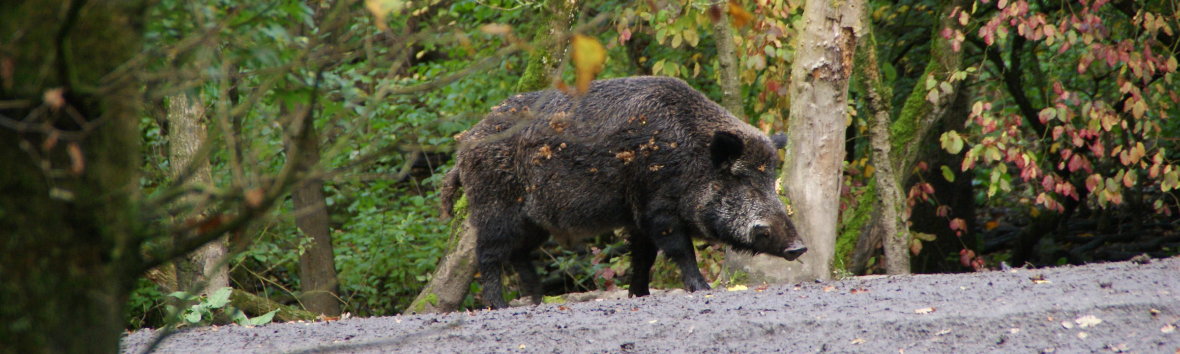 A wild hog walking along a trail.