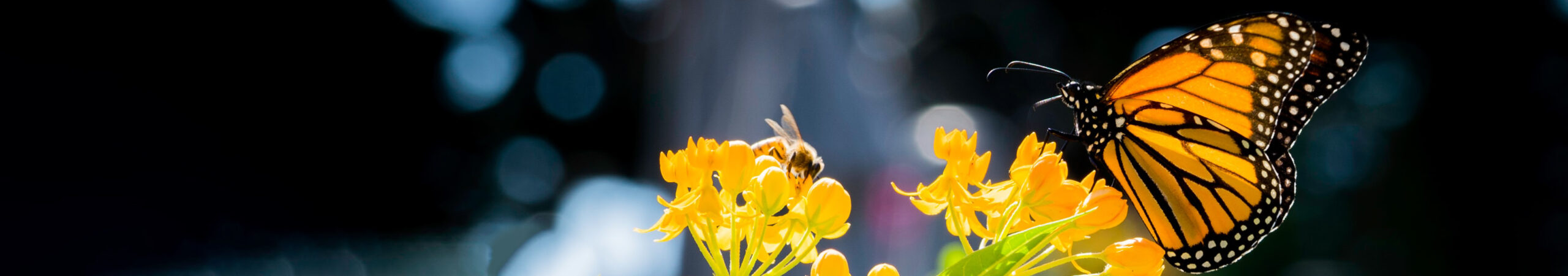 A monarch sipping nectar from a flower.