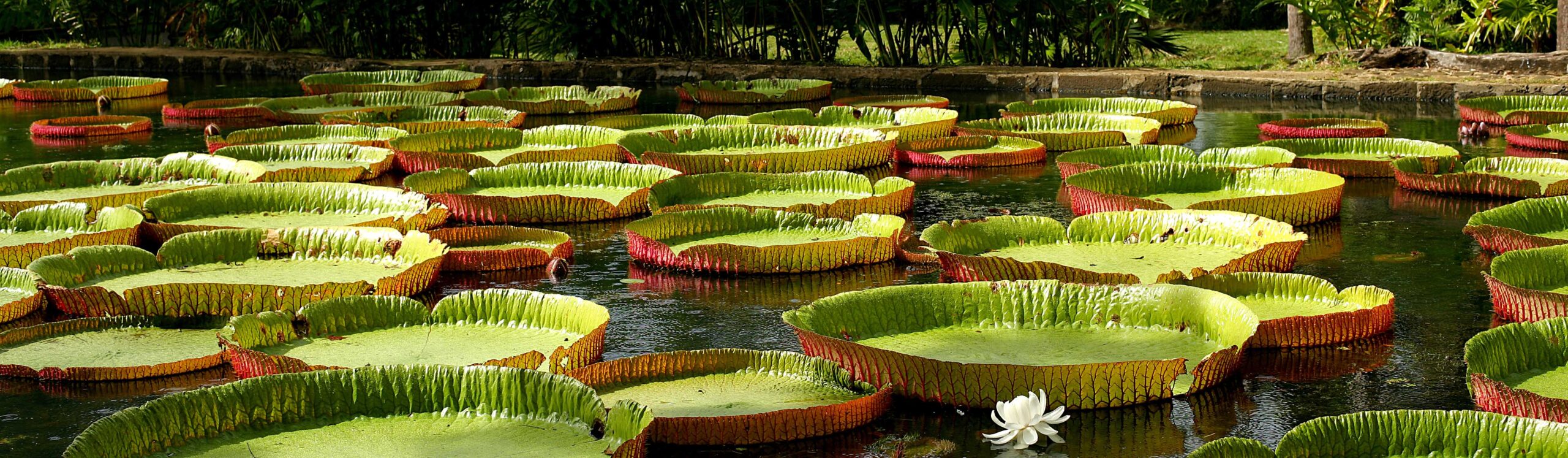 Giant Victoria Water lilies at Kanapaha Botanical Gardens