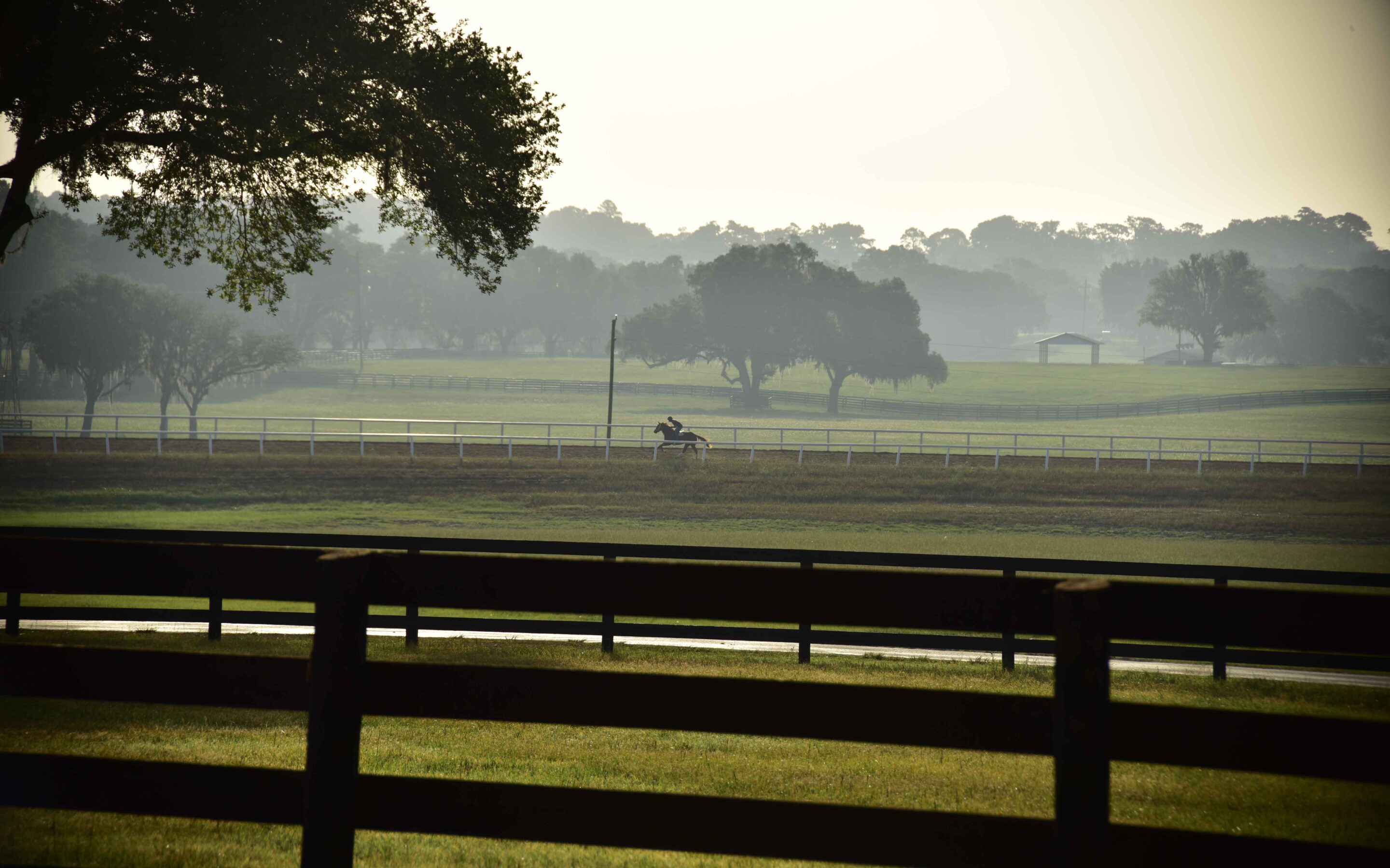Iconic Horse Farms Bridlewood Farm Showcase Ocala