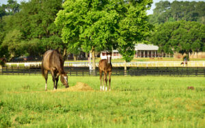 A mare and foal grazing.