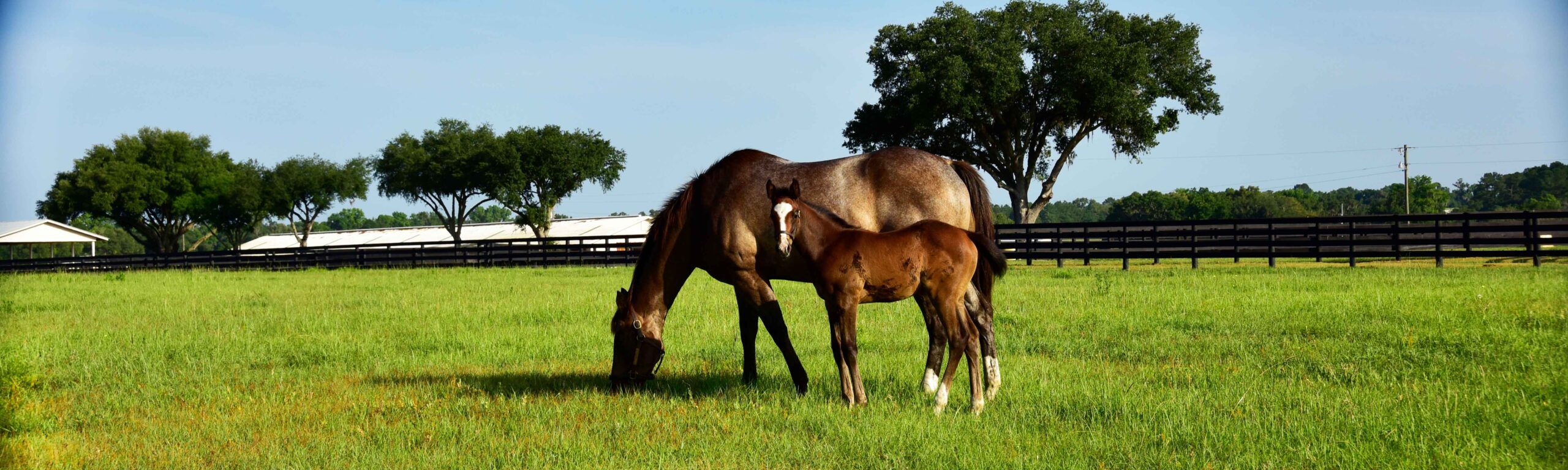 A mare and foal at Bridlewood Farm.