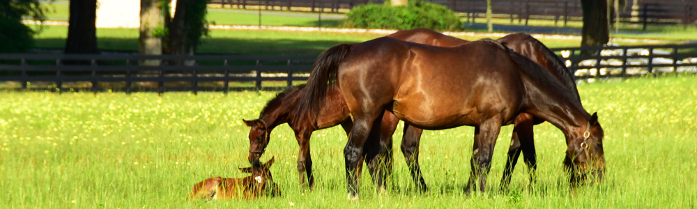 Mares and foals in a meadow at Bridlewood Farm.