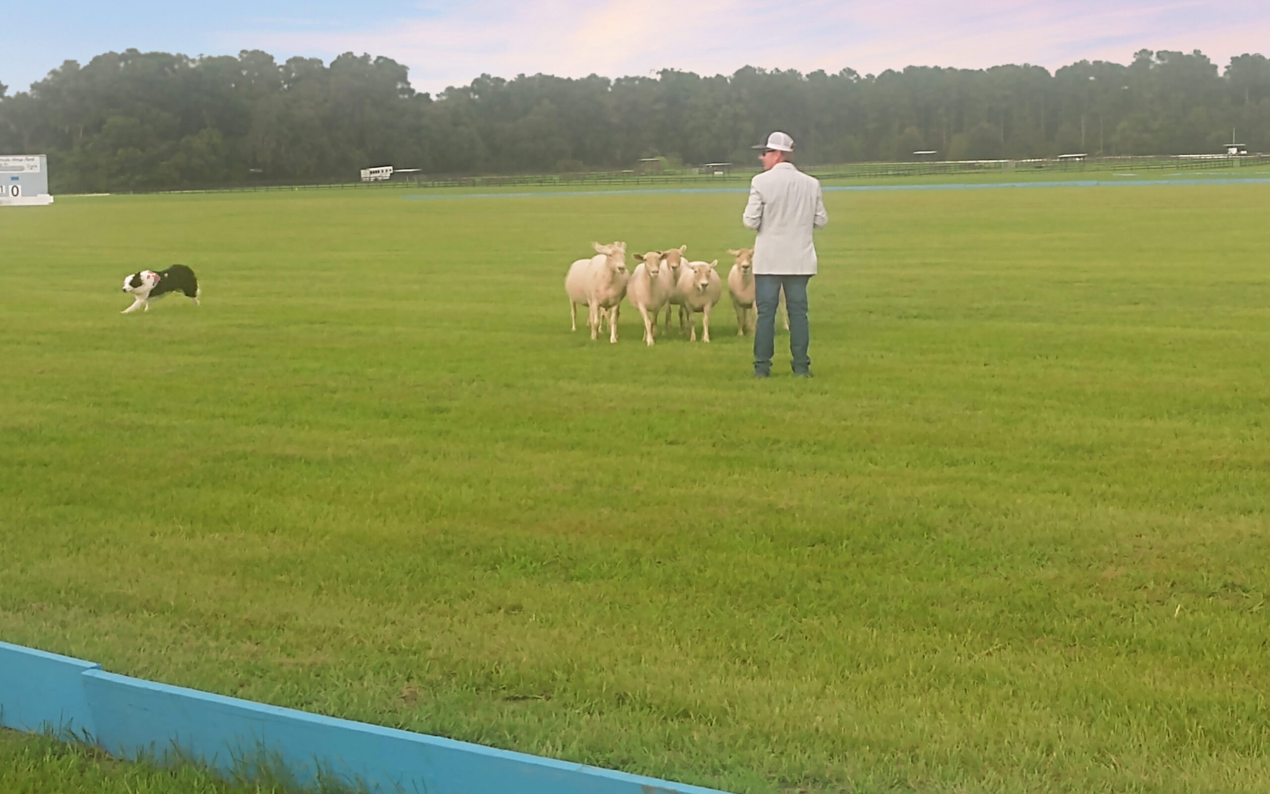 Another view of the sheep herding exhibition at the Florida Horse Park.