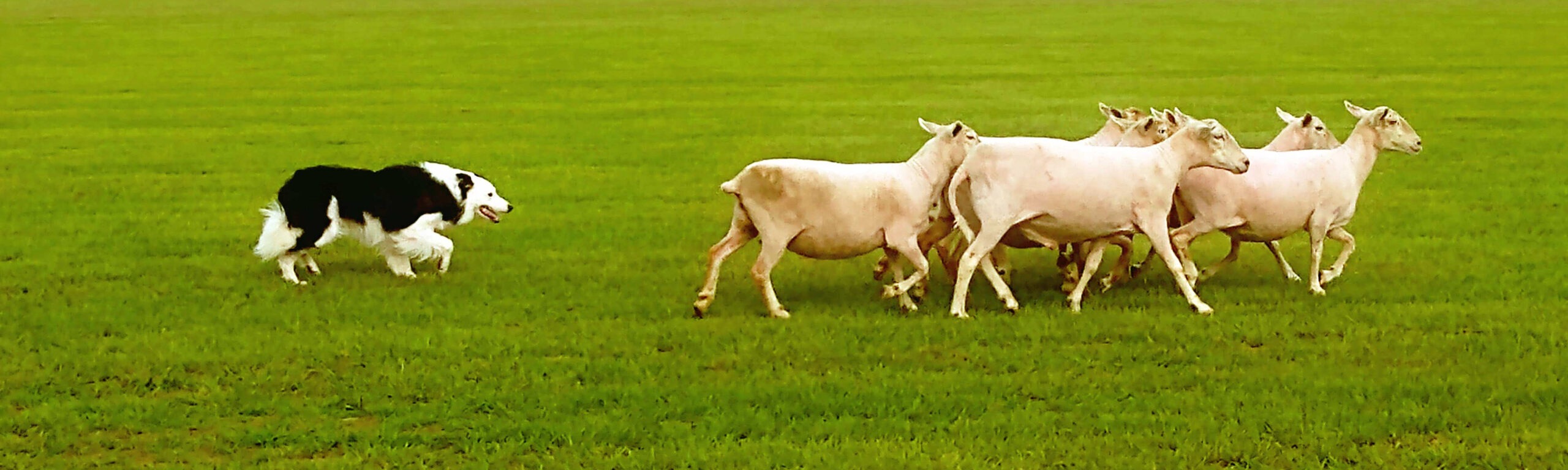 Kai the dog herding sheep at an exhibition at the polo match at Florida Horse Park.