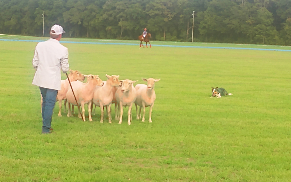 The sheep herding exhibition at the Florida Horse Park.