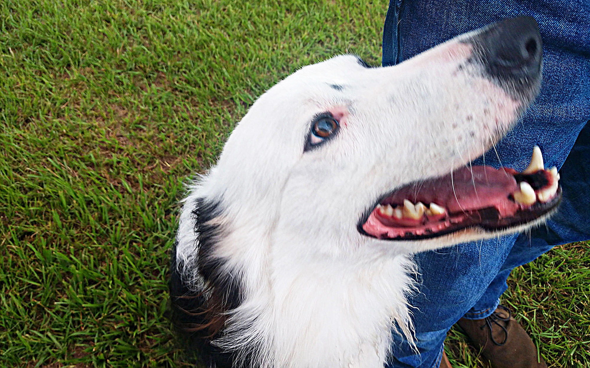 Kai the dog looking pleased.