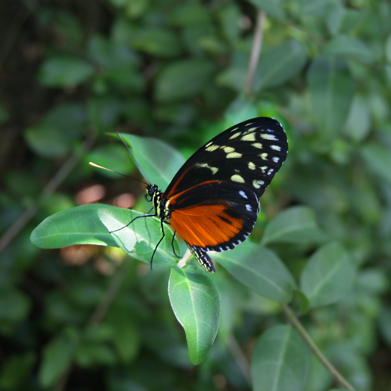 Living in Gainesville, FL Showcase Properties