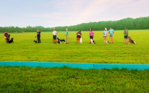 An impromtu dog show during a polo match at the Florida Horse Park.