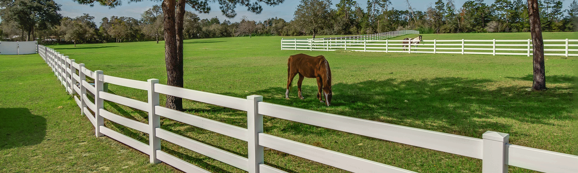 A horse grazing beside a white fence.