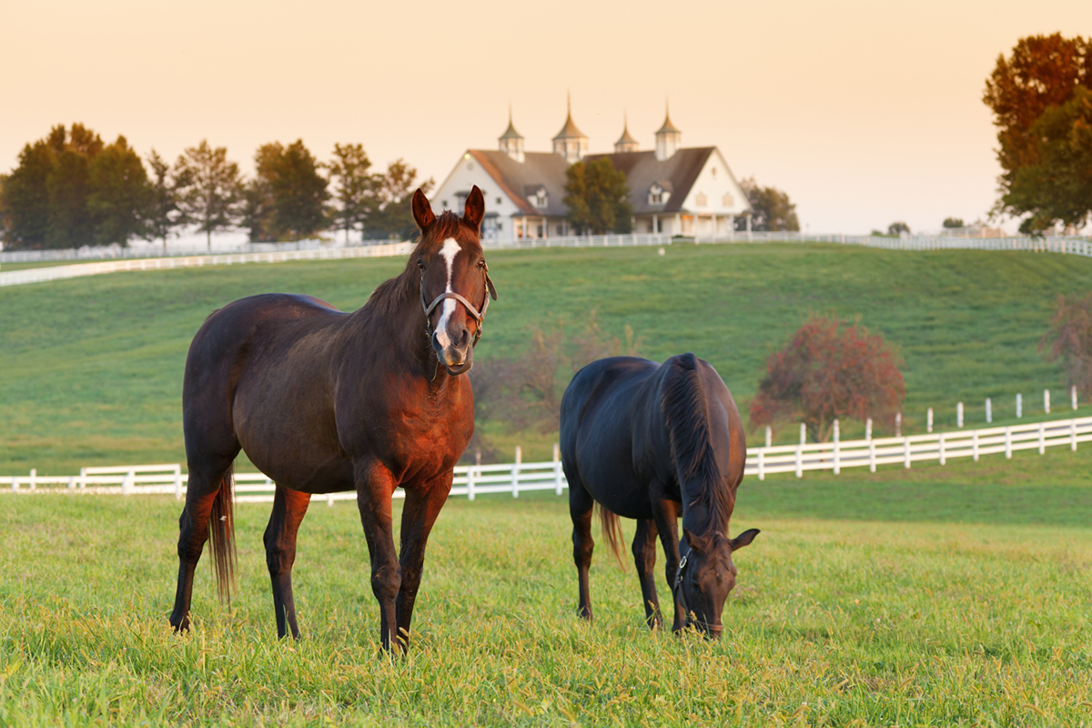 Horses grazing inside a green paddock at sunset.