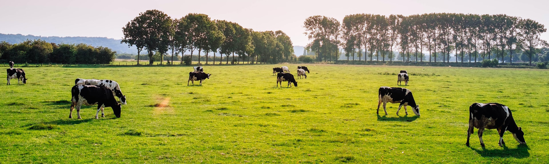 Cows grazing in a green pasture.