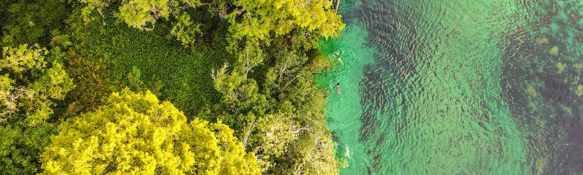 An aerial view of the Rainbow River with swimmers enjoying the pristine water. 