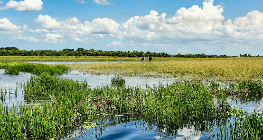 Water of Life | The Florida REALTOR® Association’s Clean Up Florida Waters Event