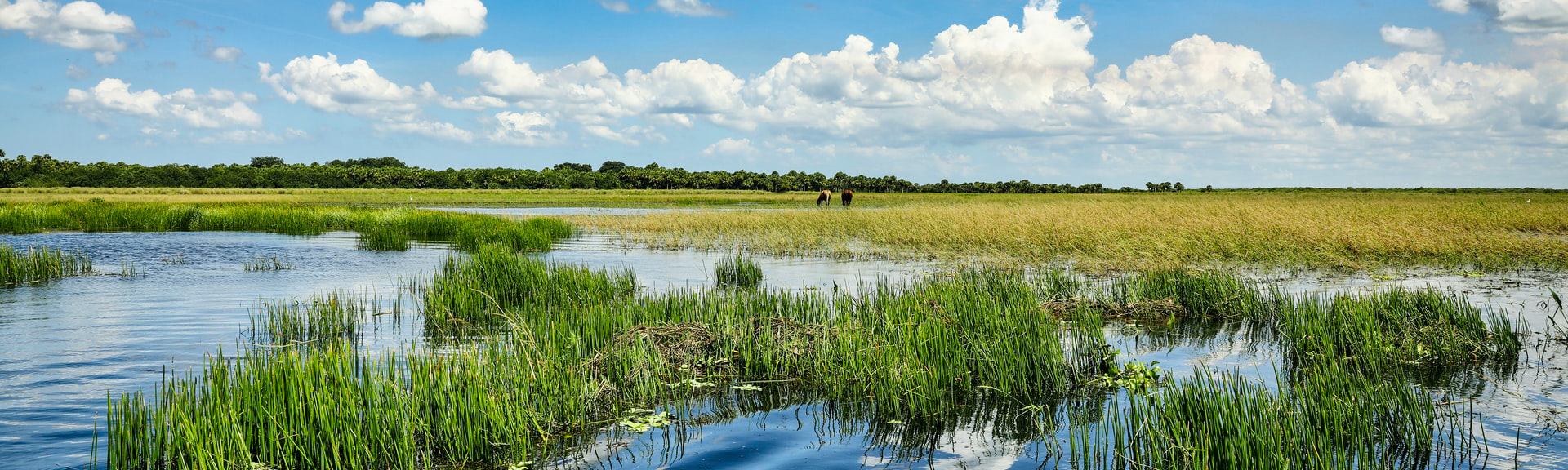 A view of the St. John's River with wild horses seen.