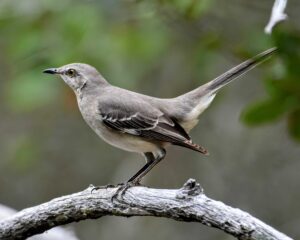 A mockingbird perched on a branch.