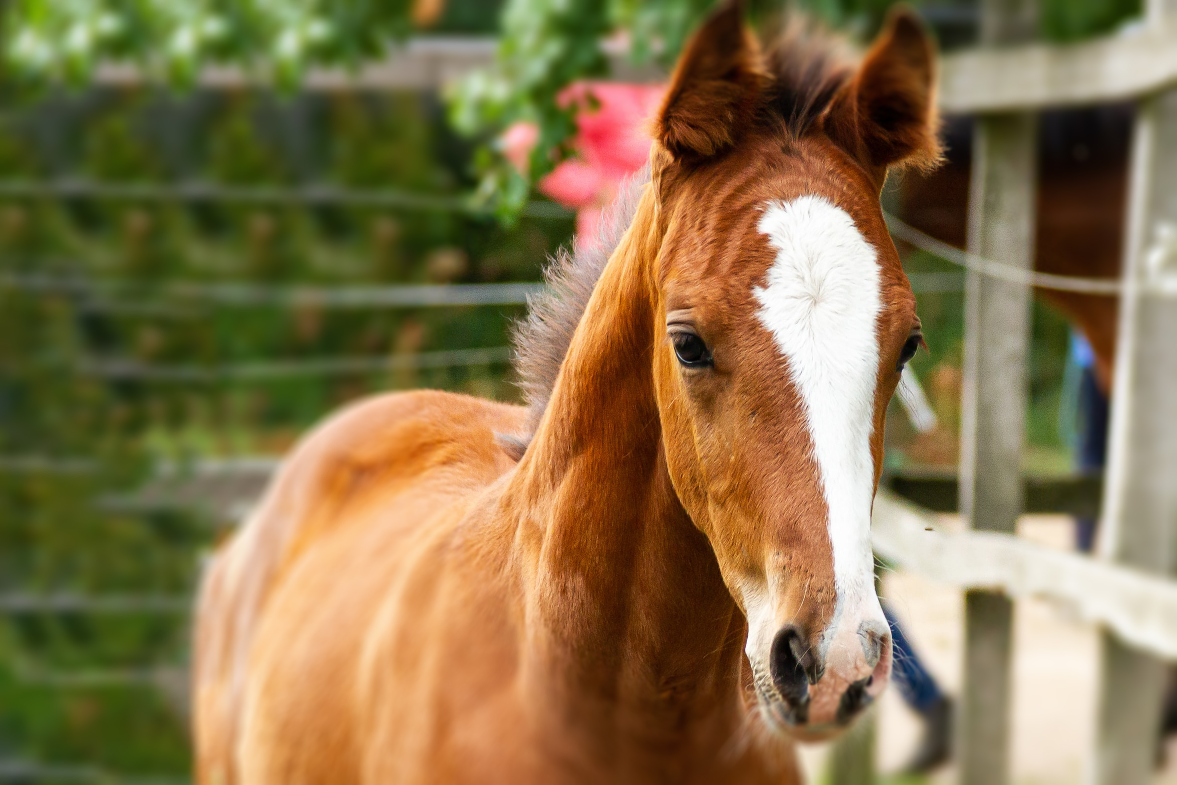 A young horse.