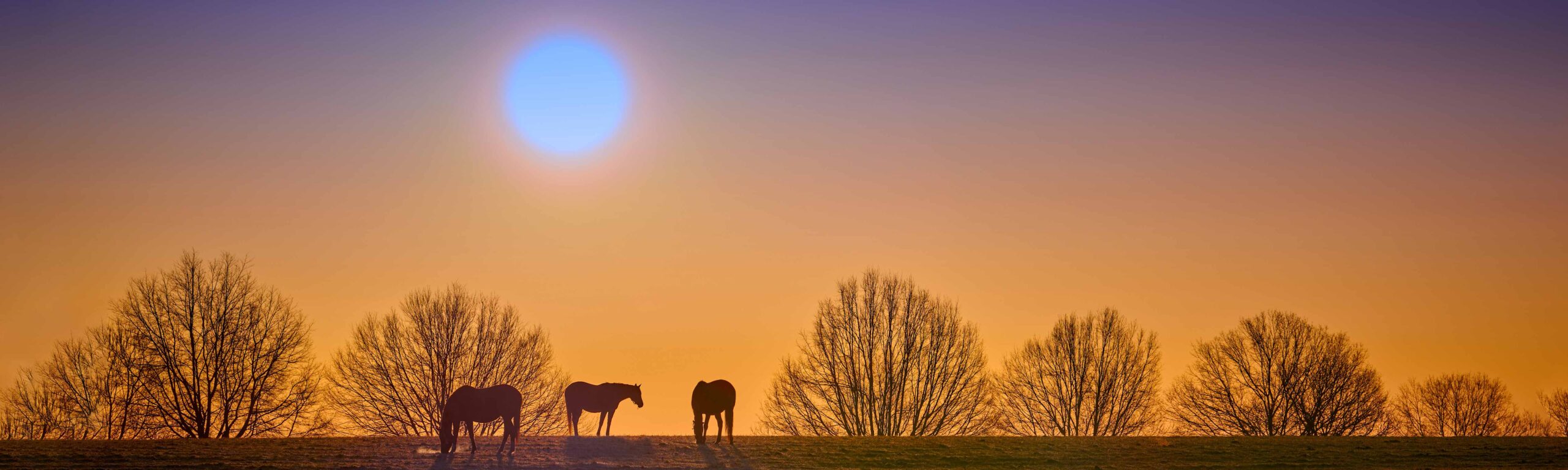 Thoroughbreds on a hill at sunset.