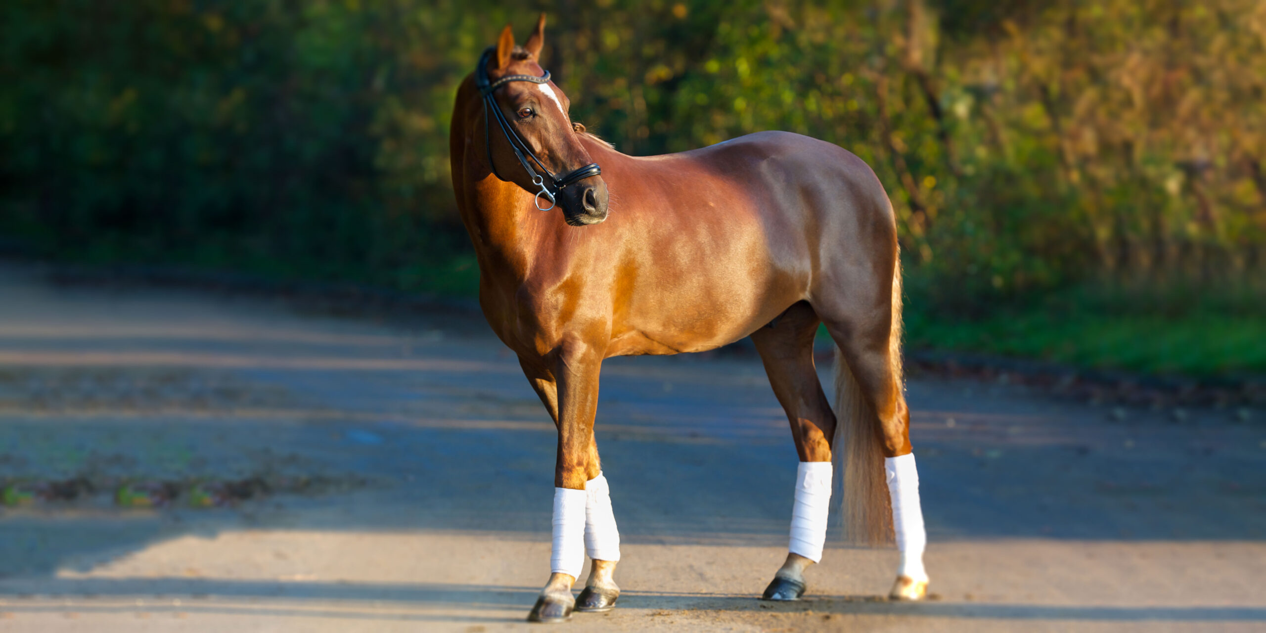 A beautiful thoroughbred on a winding path.