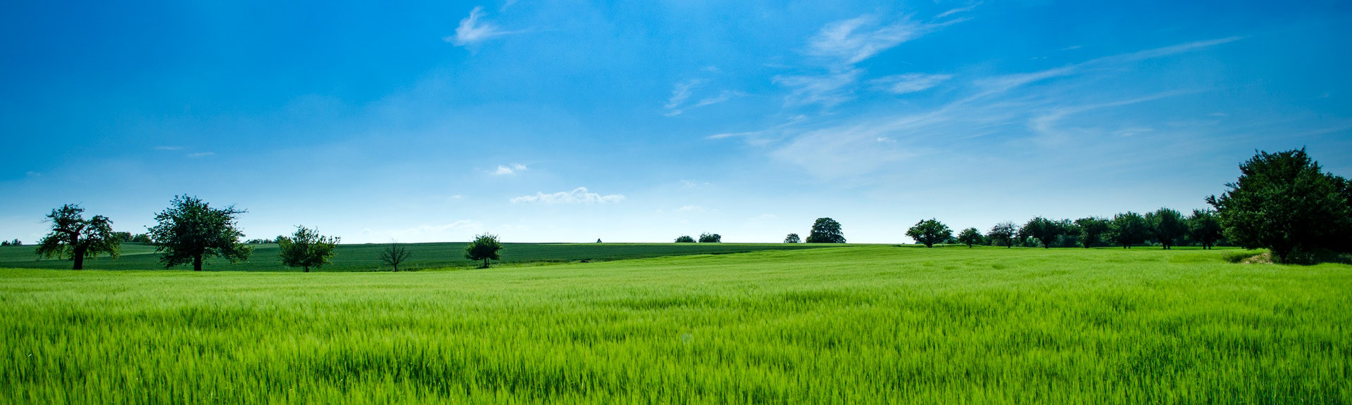 Rolling green hills of farm land.