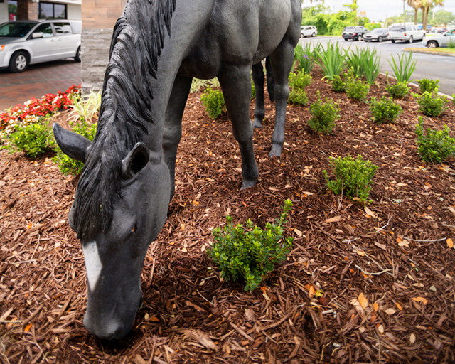 The horse at The Equus Inn