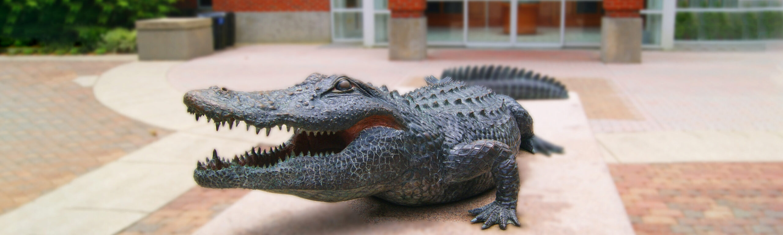 A Gator sculpture in front of the UF stadium.