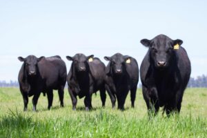 A herd of black angus cattle.