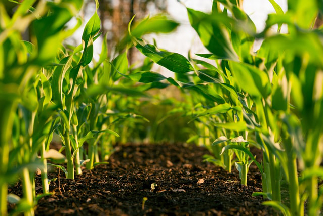 Rows of corn growing