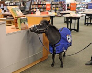 Magic the Mighty Miniature horse checking out a book at Barnes and Noble.