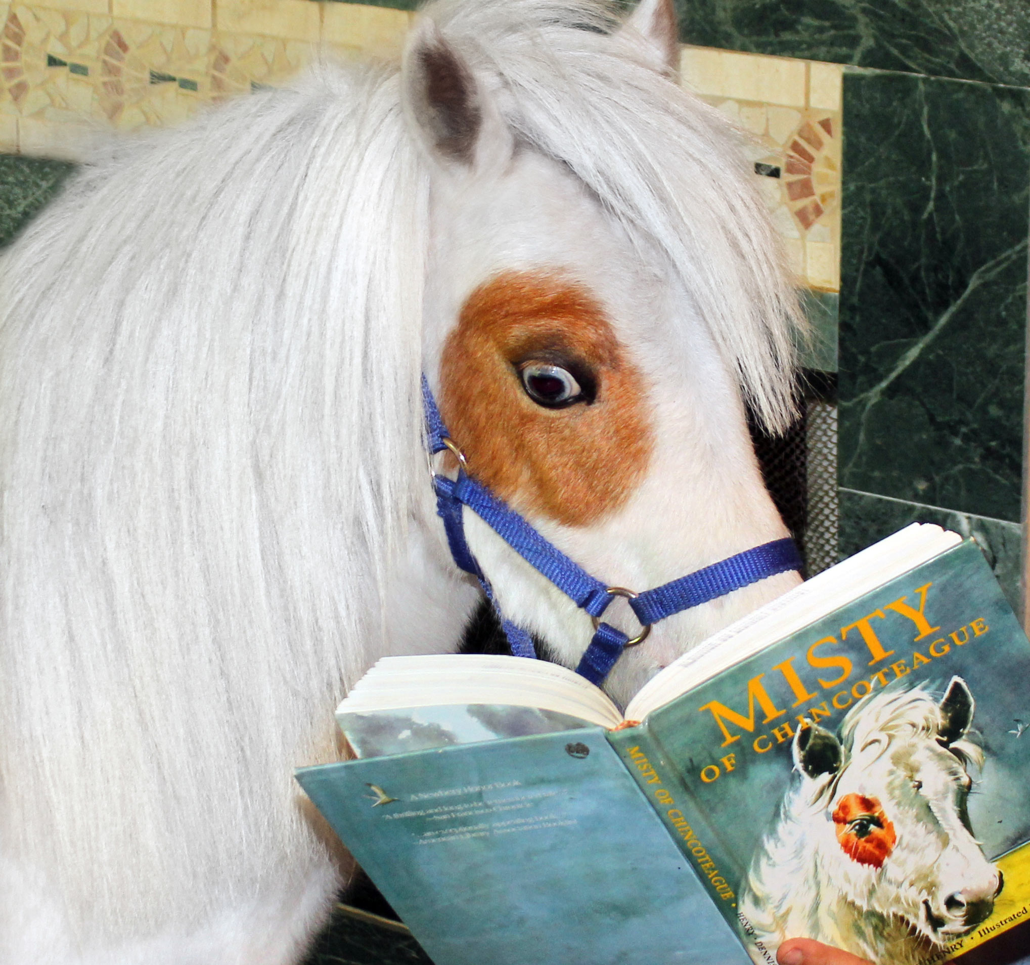 Misty checking out the book "Misty of Chincoteague".