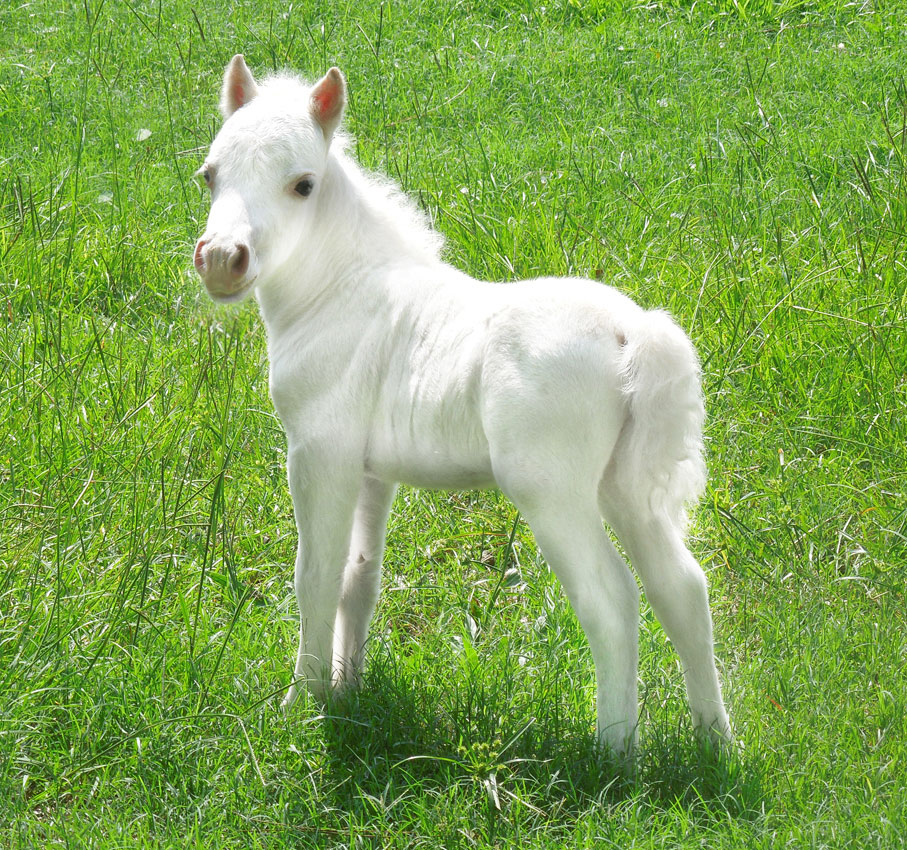 Adorable Little Prince