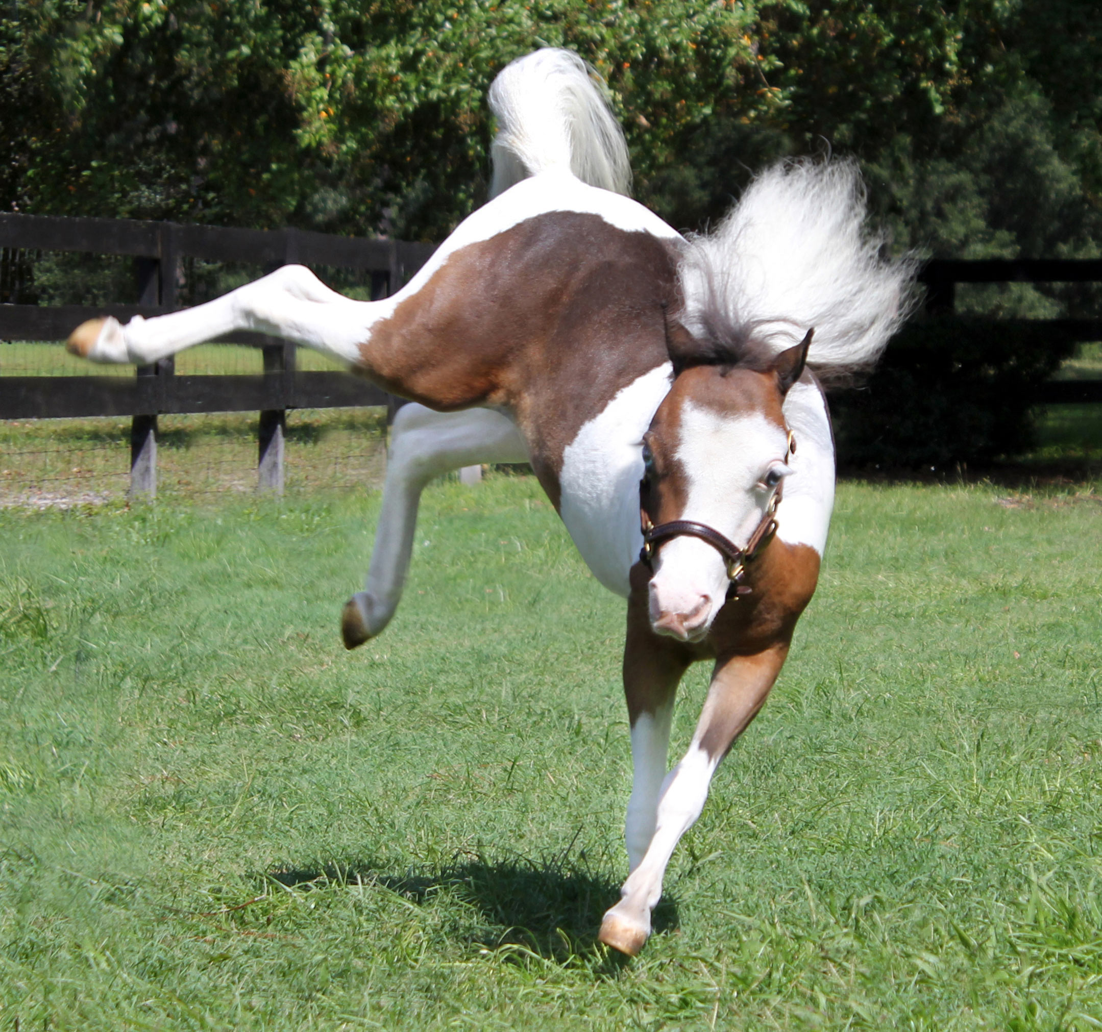 Scout kicking up his heels.