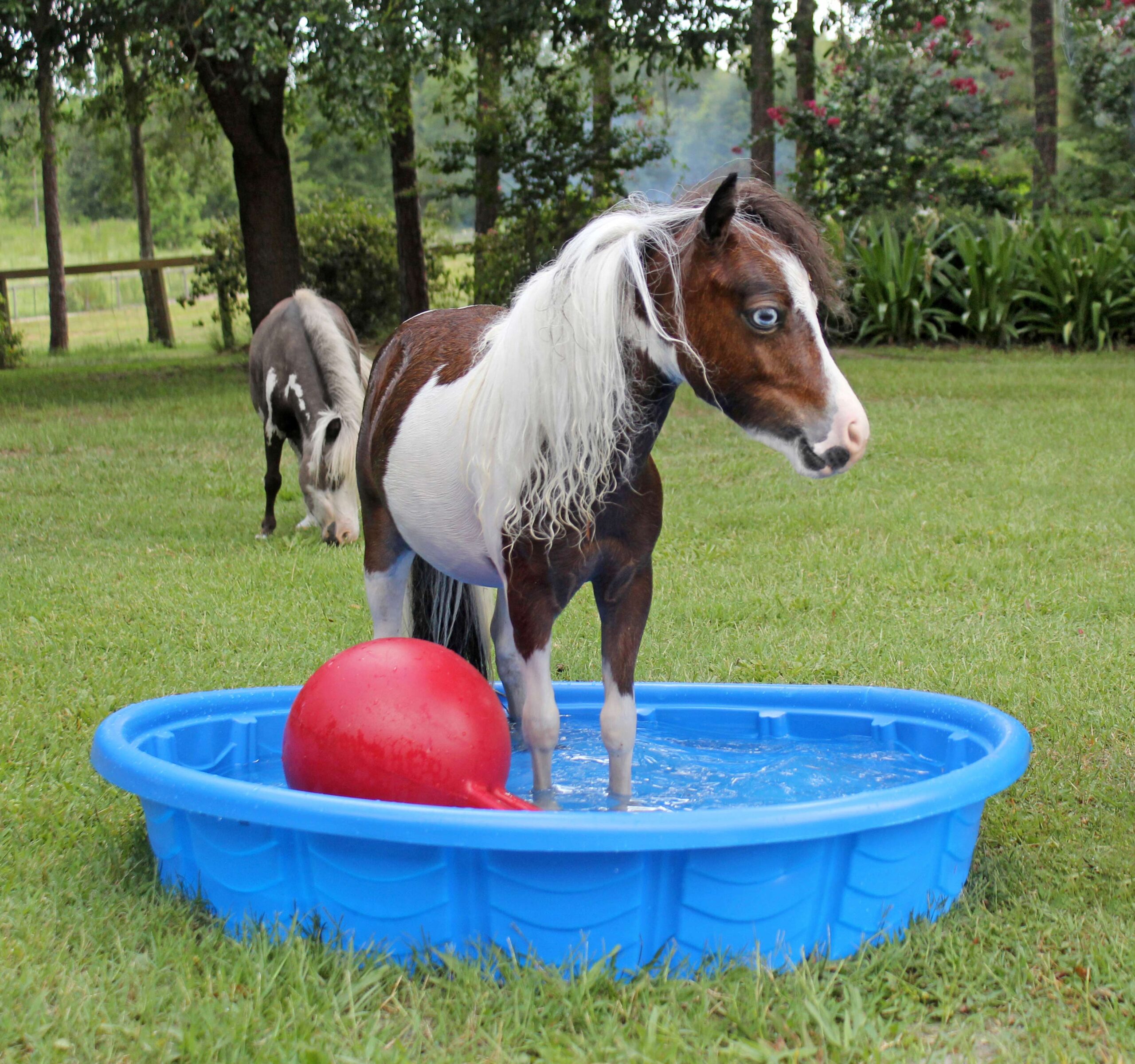 Ranger Scout plays in a kiddie pool.