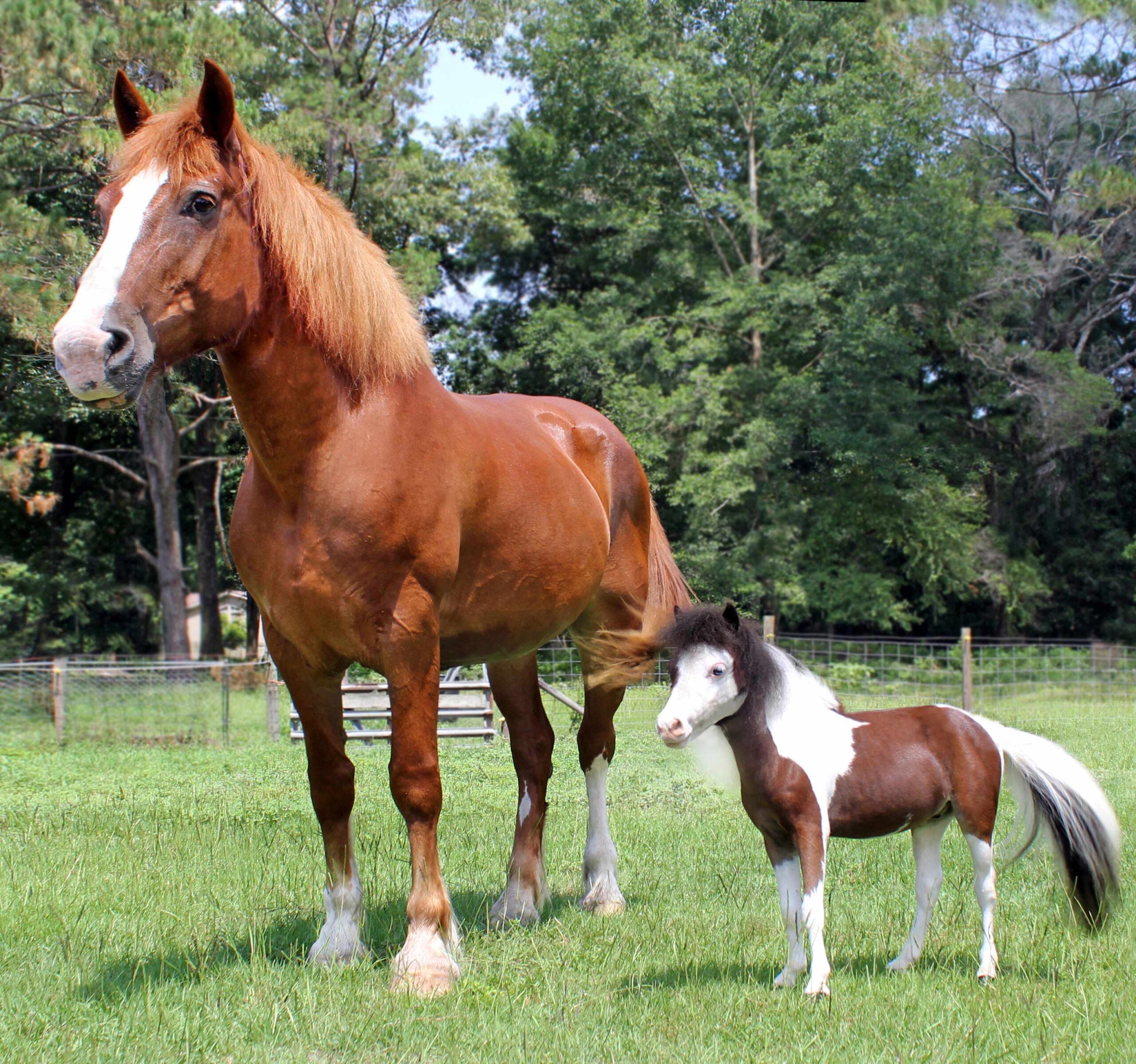 Scout with a regular sized horse.