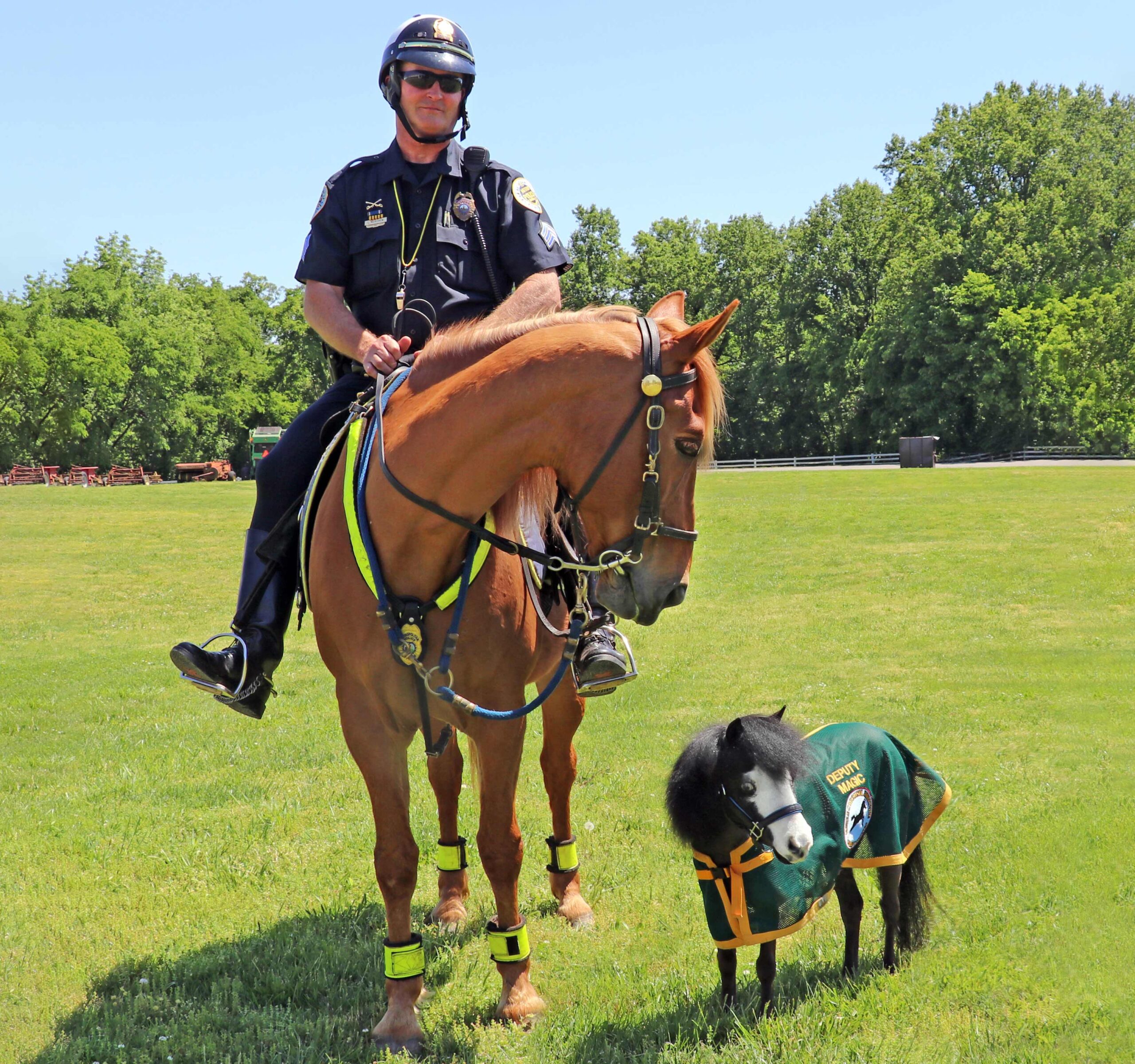 An officer on horseback next to a miniature therapy horse.