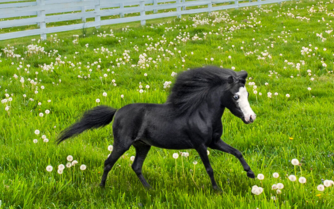 Mighty Minis | The Amazing Therapy Horses of the Gentle Carousel