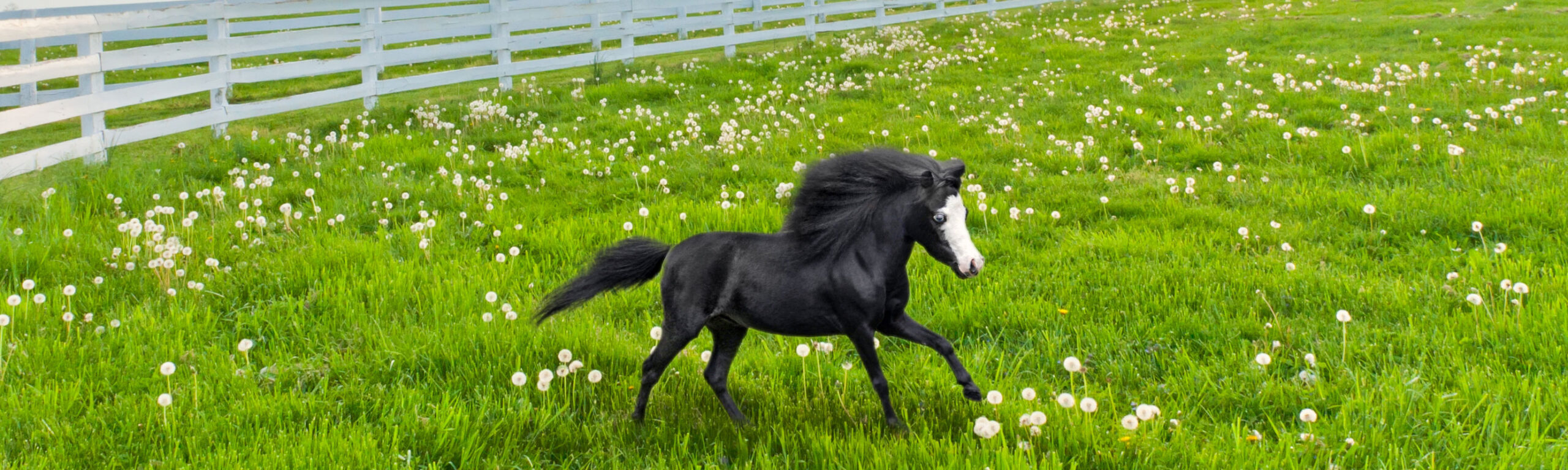 Magic, star of the Gentle Carousel