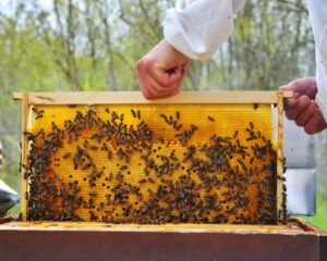 A beekeeper carefully handling a hive full of bees. 