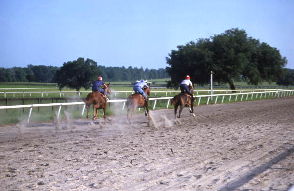 Horses on the track at Bridlewood in 1969