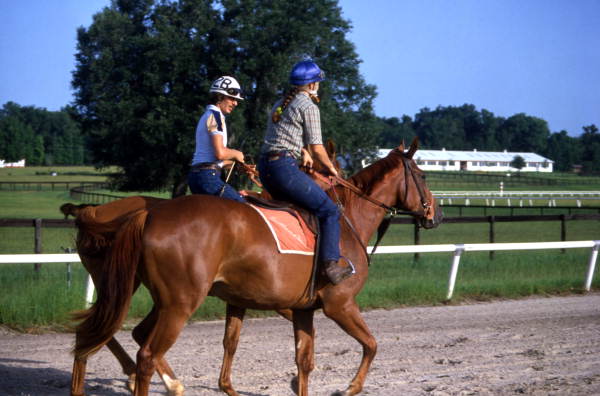 Horses on the track at Bridlewood in 1969