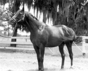 A horse at Ocala Stud (1957).