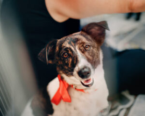 A happy rescue puppy.