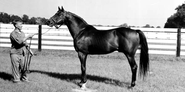 Rough n'Tumble Florida's leading sire and grandfather of Mac Diarmada