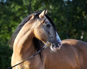 A beautiful paso fino horse.